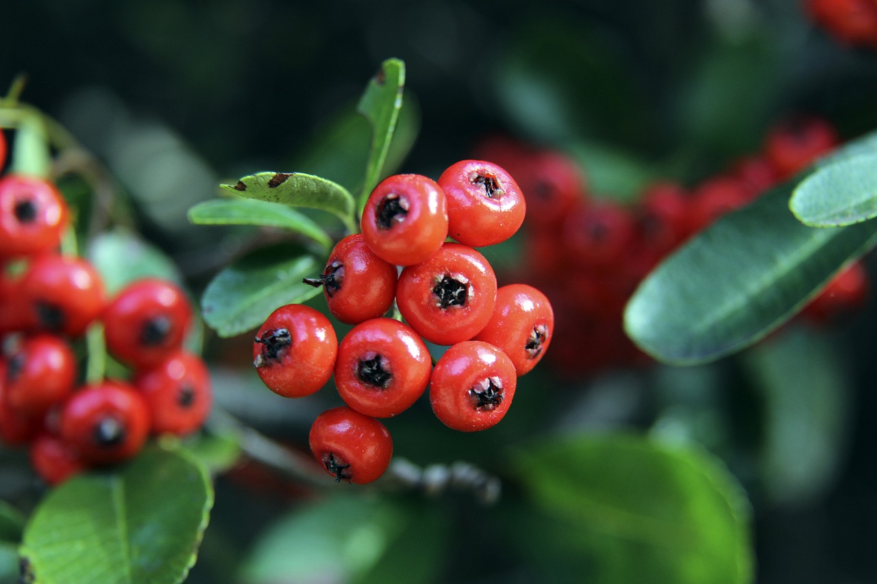 梅的考验则 梅的考验则